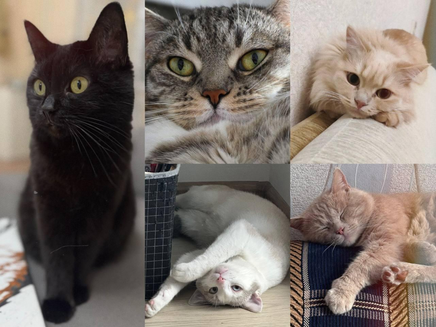 День животных: как люди во всем мире празднуют заботу о питомцах и дикой природе