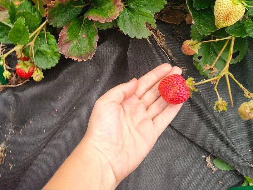 Клубничный урожай по осени потряс Воронежскую область