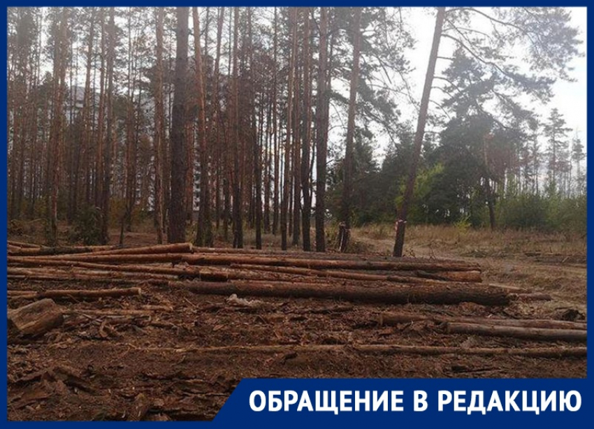 Воронежцы сообщили о варварской вырубке леса, который сохранил Гордеев