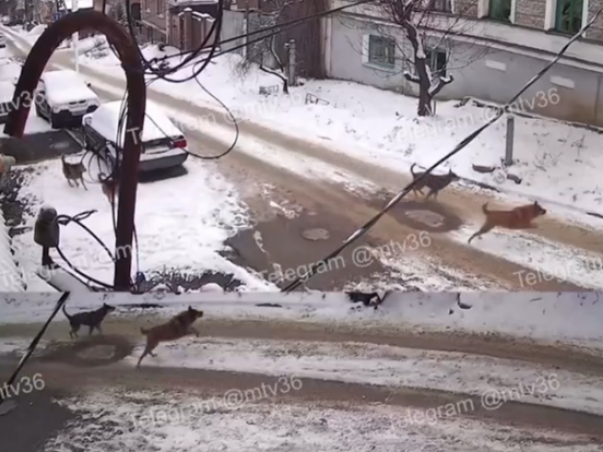Прокуроры проверят нападение собак на ребёнка на улице 25 Октября в Воронежа