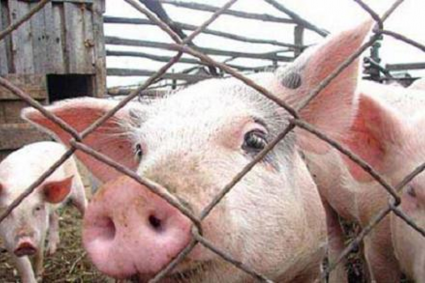 В Воронеже предотвратили распространение африканской чумы свиней