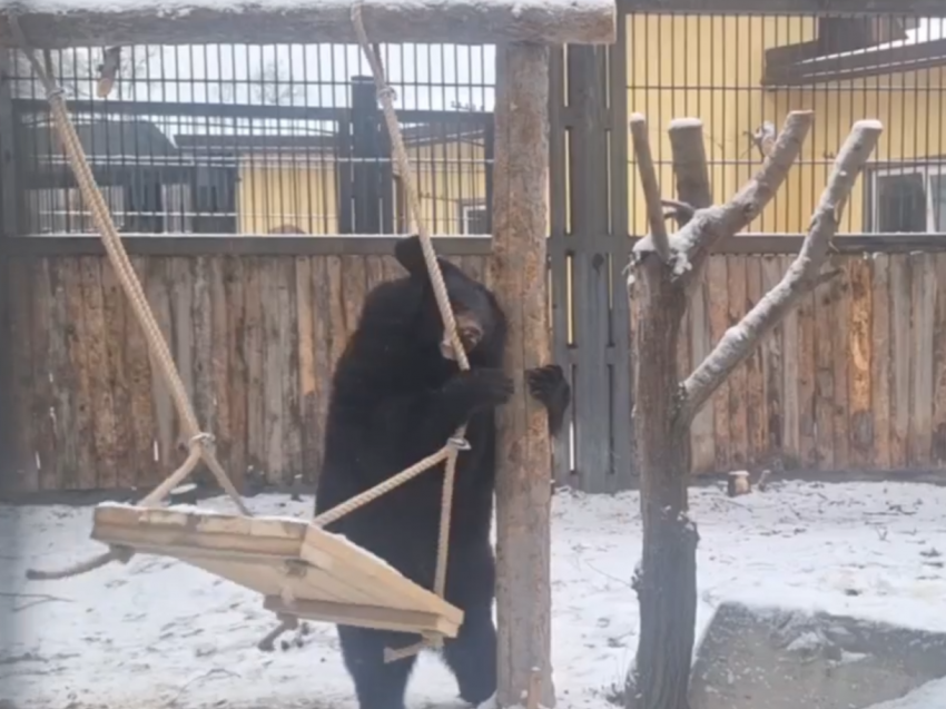 Звёздный час Пуши: как цирковая карьера помогает медведице обживать новый вольер в Воронеже
