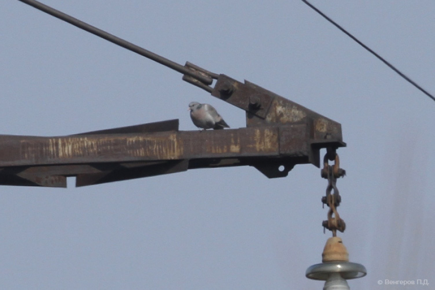 На высоковольтной линии электропередач гнездуются лесные голуби