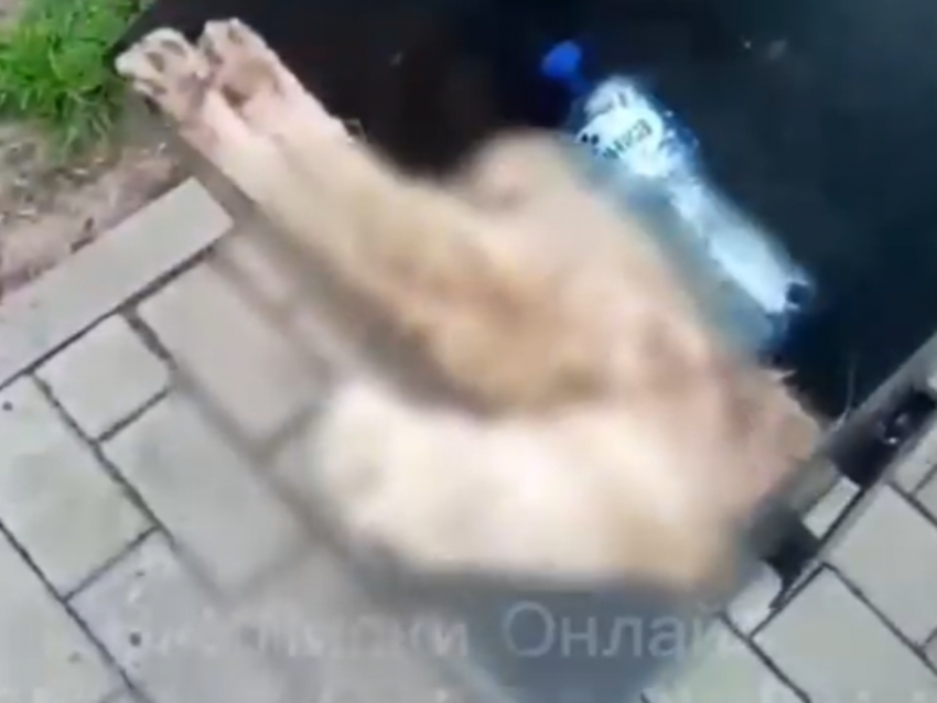 Труп котика выкинули в урну в Воронежской области