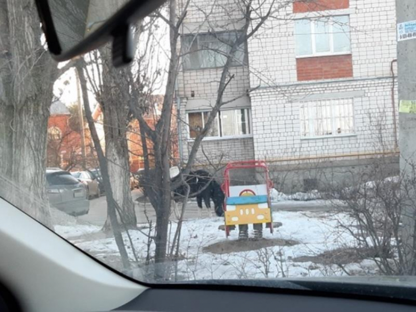 Лошади заполонили двор в спальном районе Воронежа