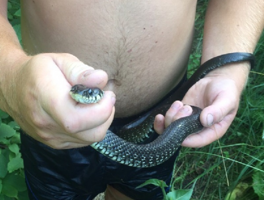 Гигантские змеи заполонили пруд в Воронежской области