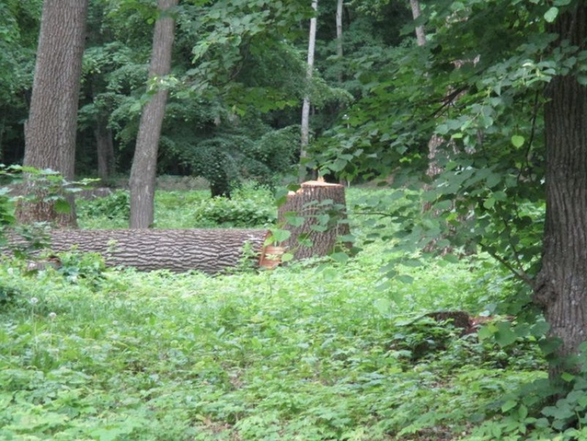 Воронежцы сообщили об уничтожении вековых дубов петровской эпохи