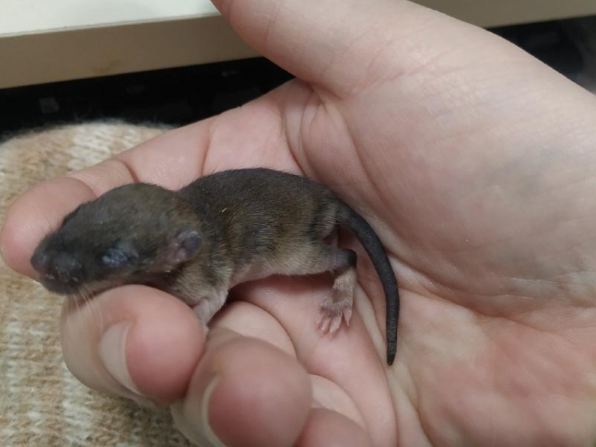 Мышь-креветка: воронежские волонтеры спасают малыша величиной с палец