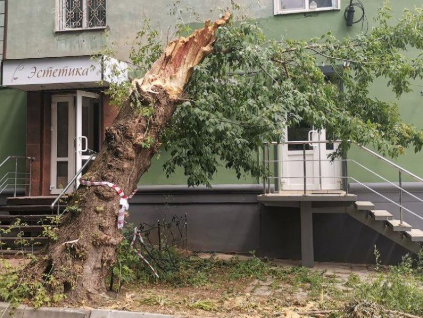 Стало известно, кто отвечает за упавшее на девушку дерево в Воронеже 
