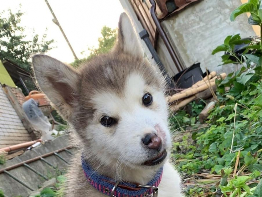 Дышит только ртом: в Воронеже пытаются спасти породистого щенка с «замурованными» ноздрями