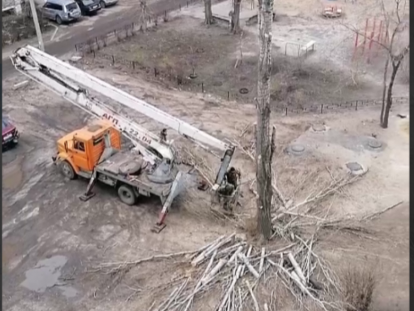 "Что за зверство": здоровые деревья незаконно вырубили в Воронеже