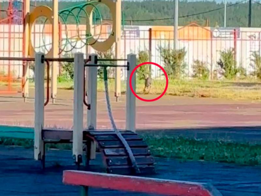Заяц прибежал на детскую площадку и попал на видео в воронежском Шилово