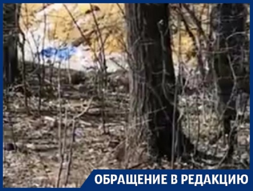 Деревья на трассе «Воронеж-Курск» превратили в сборщиков мусора