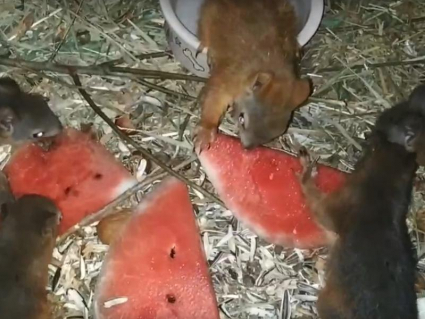 Кормление воронежских белок большими кусками арбуза сняли на видео 