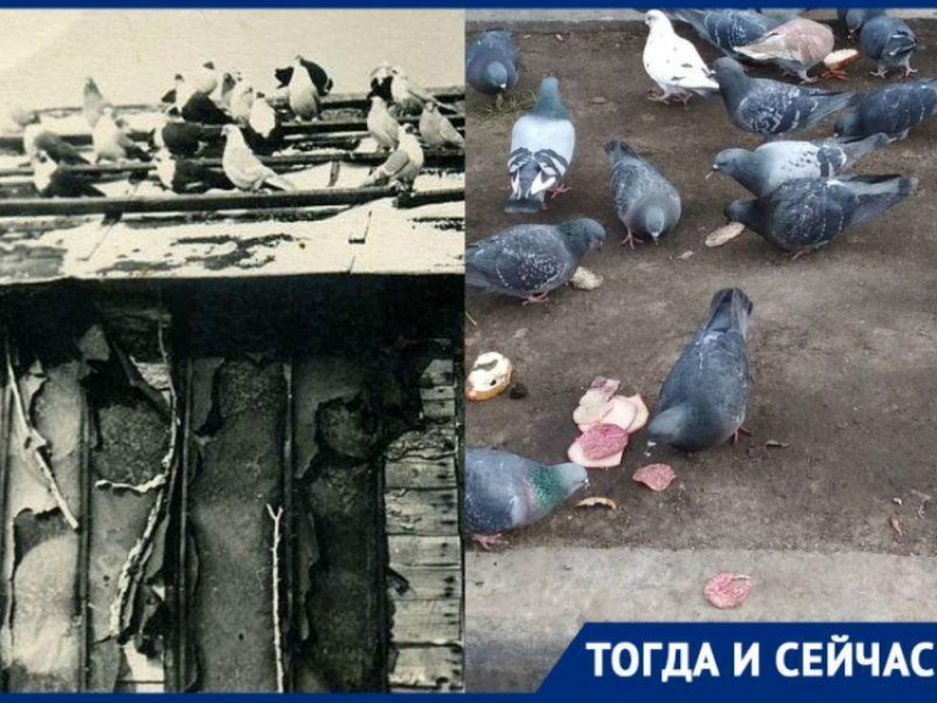 Мнимая стерильность вытравила сострадание к братьям меньшим в Воронеже