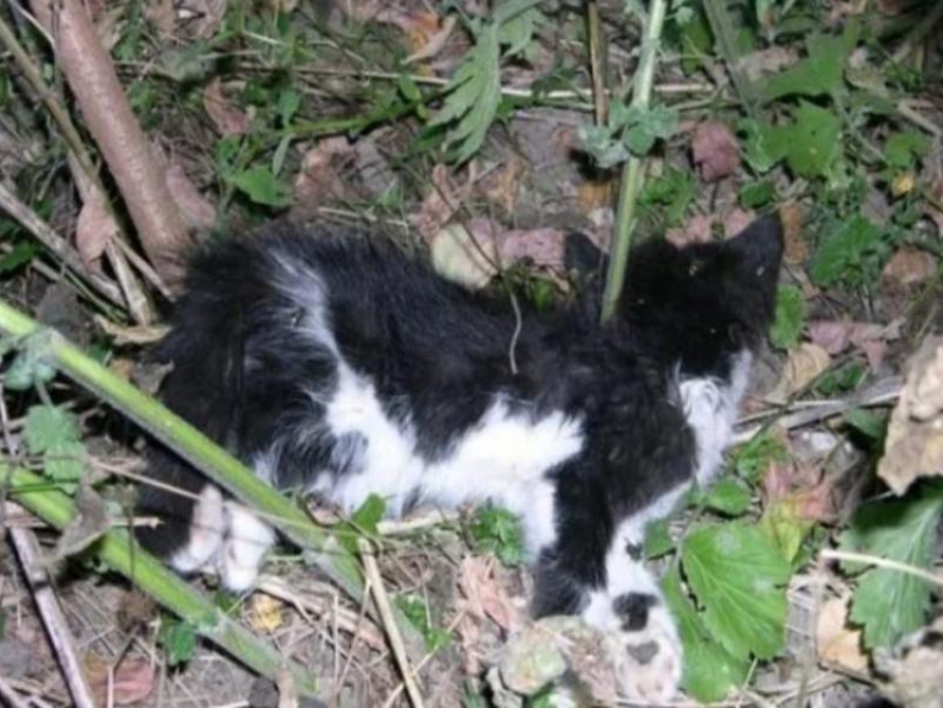 О массовом убийстве кошек сообщили воронежцы 