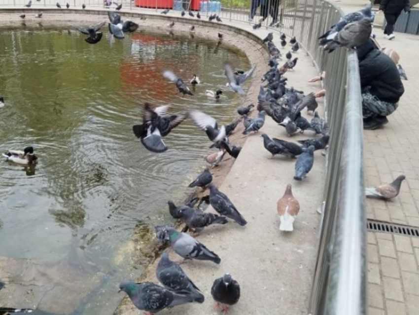 Голуби-мигранты вытеснили озерообразующих уток в Центральном парке Воронежа