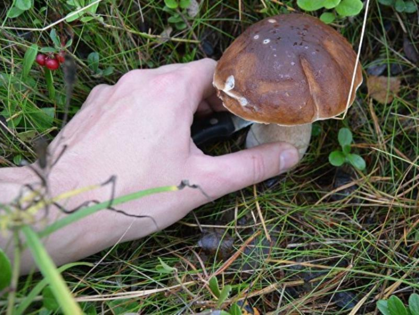 Космические суммы тратят в сутки на лечение отравившихся грибами в Воронеже