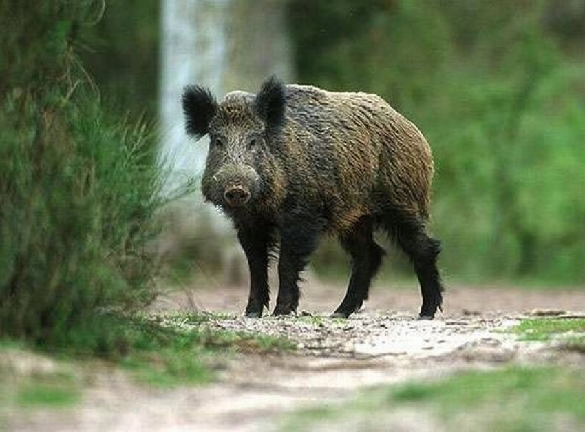 В Воронежском заповеднике браконьер застрелил кабана