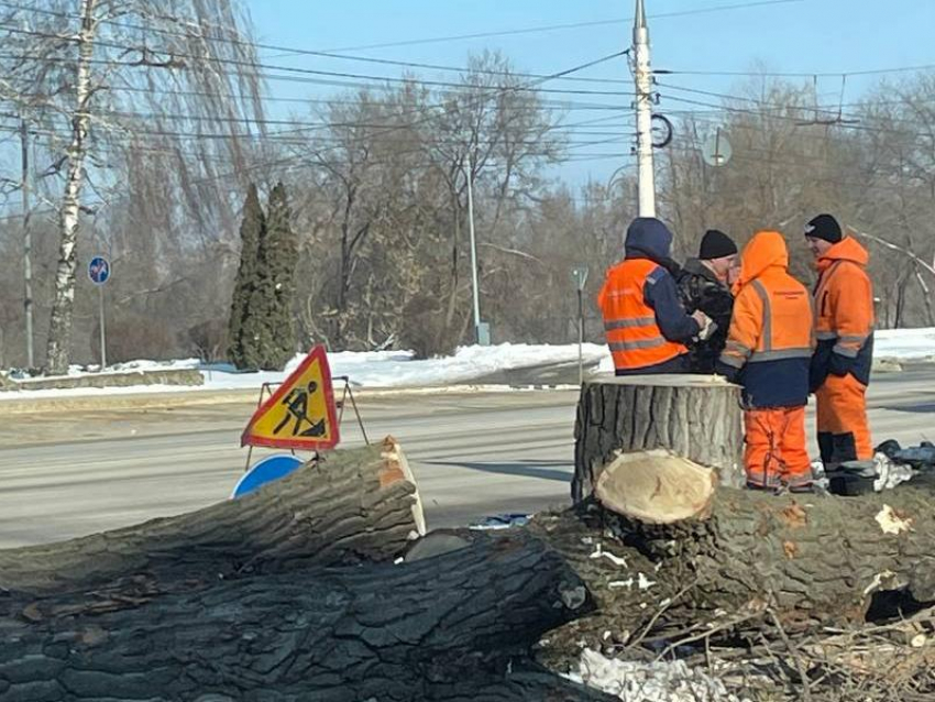 Воронежцы обеспокоились вырубкой деревьев напротив управы