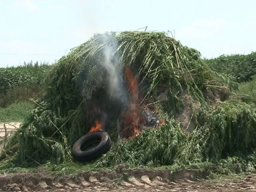 Уничтожение 100 тонн конопли воронежскими полицейскими попало на видео