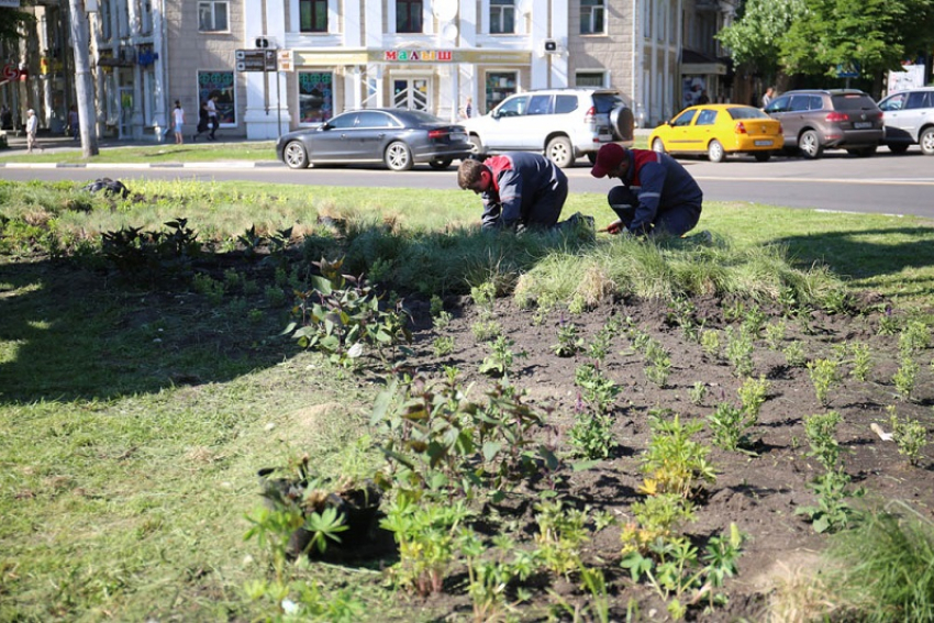 В Воронеже обустроят более 200 цветников