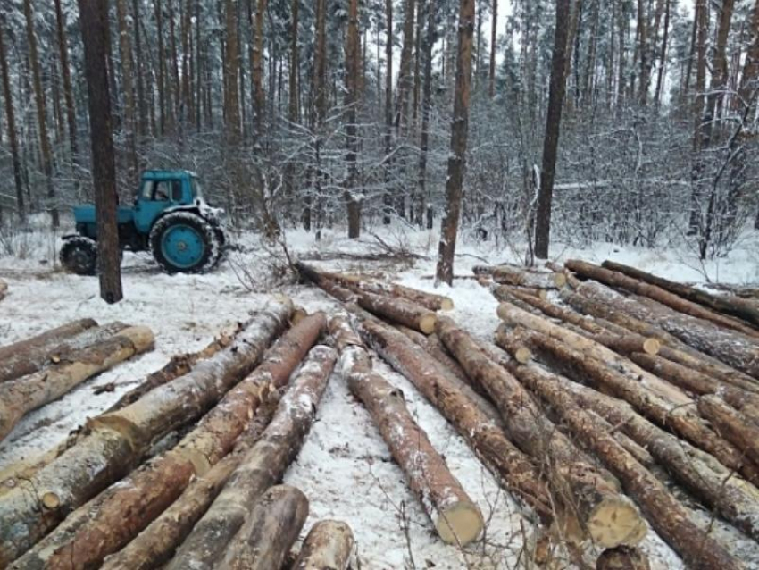 Варварское уничтожение леса напугало жителей Воронежа