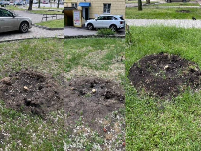 В сквере «Пионерский» высадили новые липы, но кто спилил старые - остается загадкой