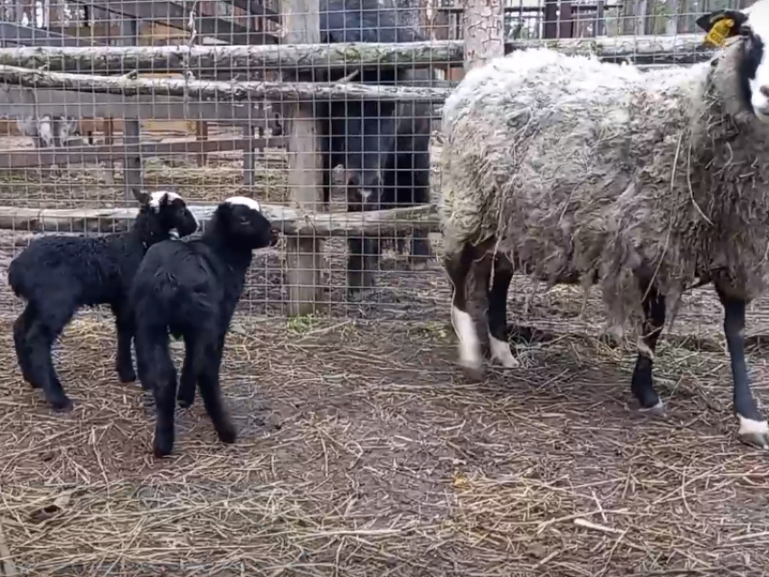 Многодетную рогатую мать с детенышами показали на видео в Воронежском зоопарке