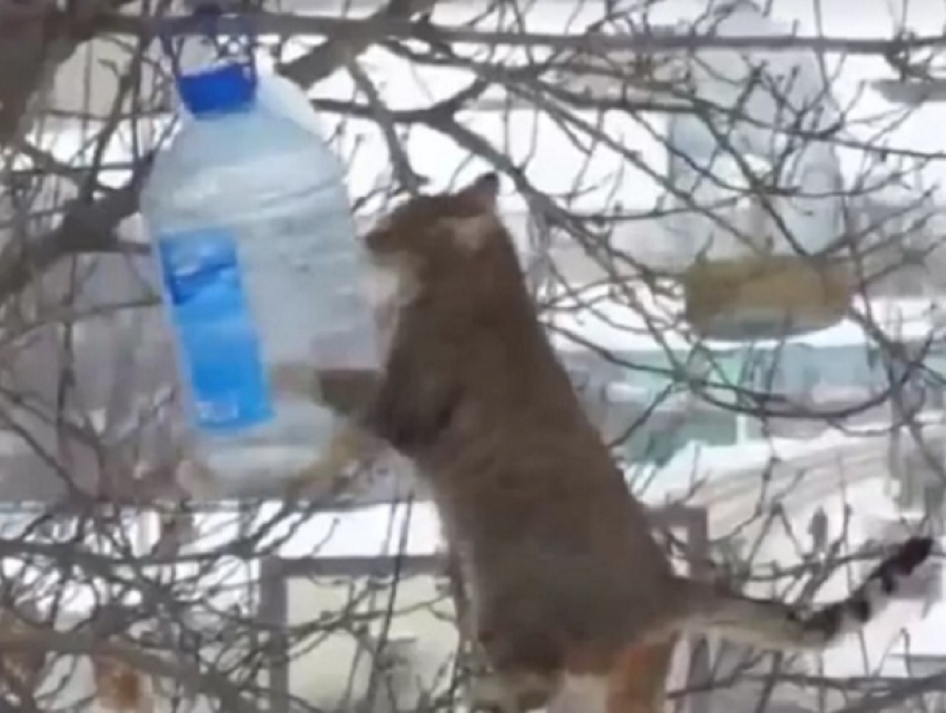 Воронежский кот виртуозно опустошил кормушку на дереве и попал на видео