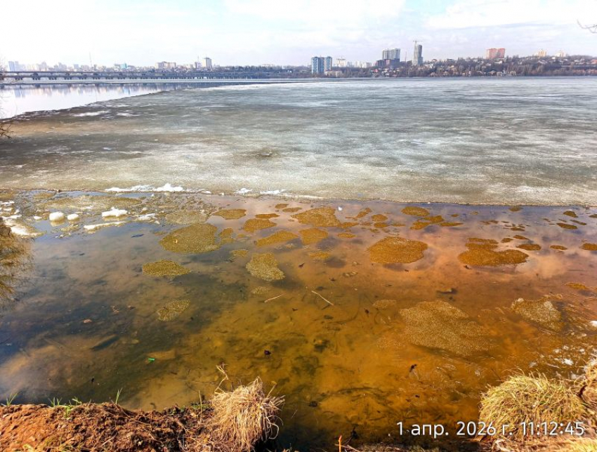 Цветение водорослей раньше срока заметили воронежцы на водохранилище