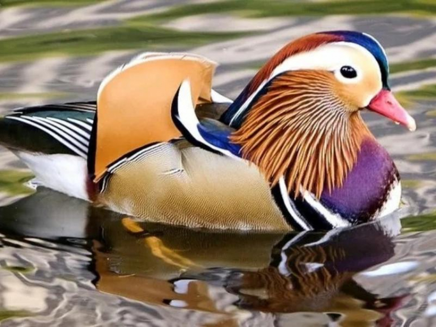 Птичий подиум в Воронеже: зоопарк показал самых красоток