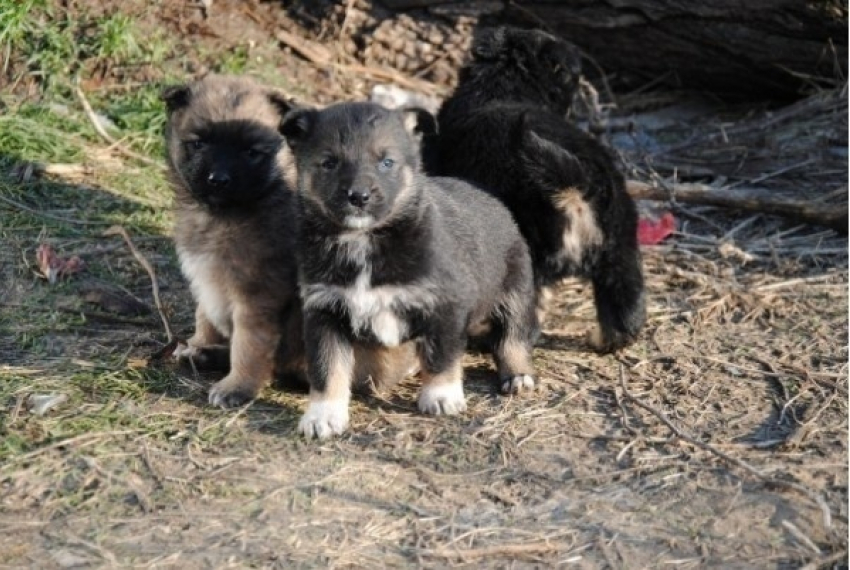 Против пьяного садиста, устроившего жестокую расправу на 9 щенками, возбудили уголовные дела