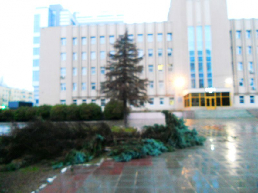 В гайд-парке у Воронежской облДумы срубили голубые ели