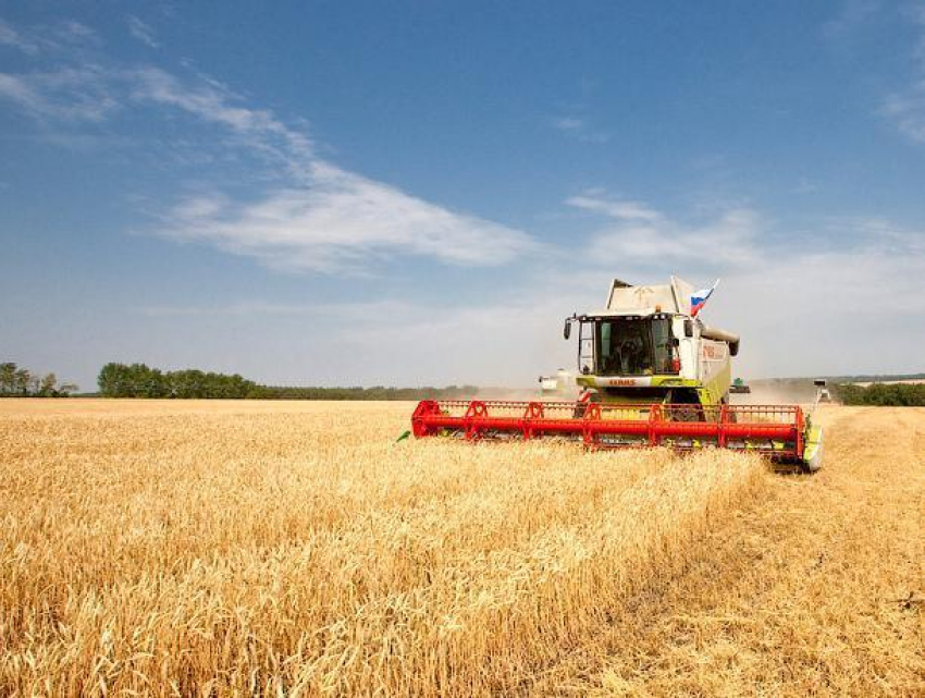 Воронежские хозяйства потеряли 400 тысяч тонн урожая