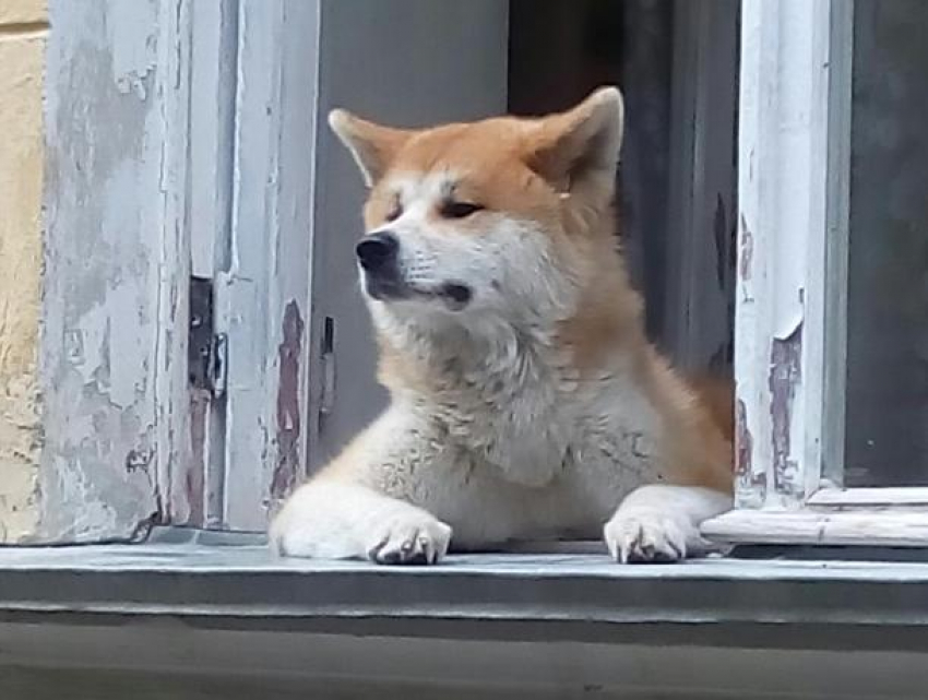 Как балдеют авторитетные псы, наглядно показали в Воронеже