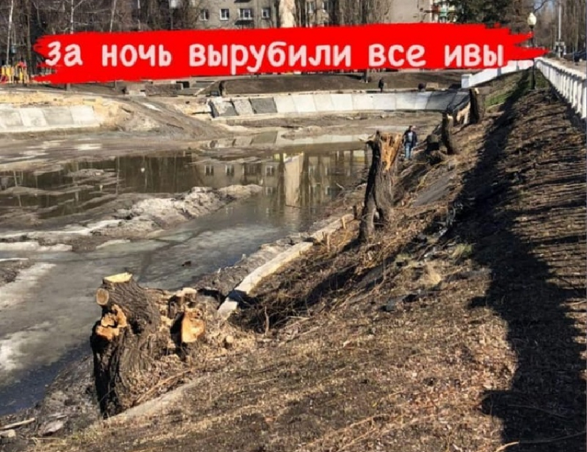Ивы срубили у Лебединого озера в Воронеже 