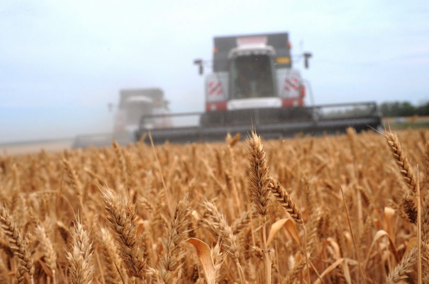 Почему рекордный урожай зерна продолжает лежать на воронежских складах и элеваторах