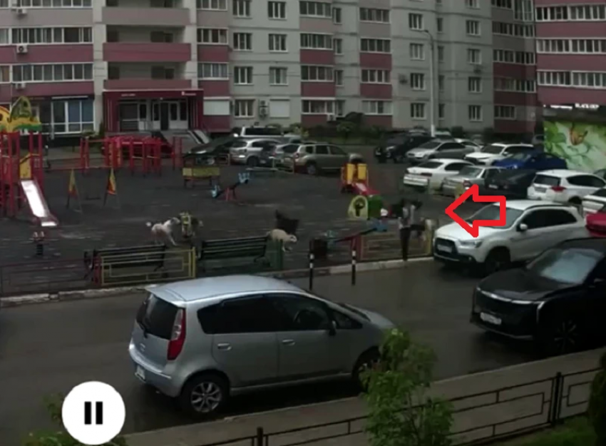 Погоня стаи собак за ребенком по детской площадке попала на видео в Воронеже
