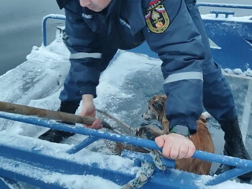 Храброе спасение тонущей бездомной собаки произошло в Воронеже