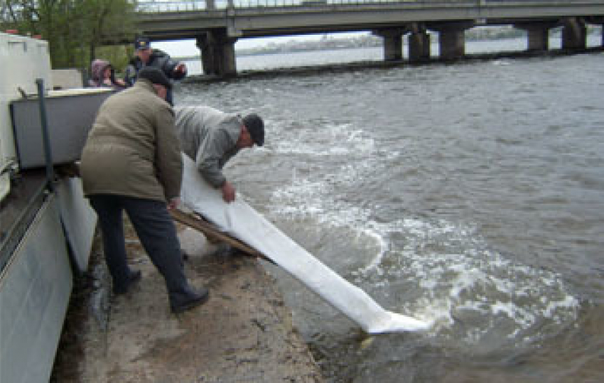 36 тысяч рыб выпустили в Воронежское водохранилище 
