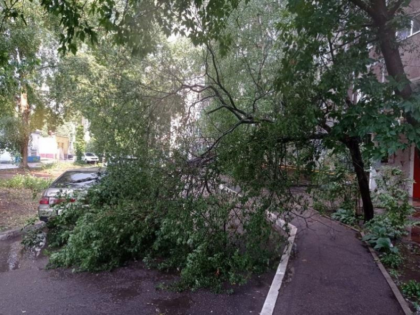 Деревопаду быть: последствия градового ливня показали в Воронеже 