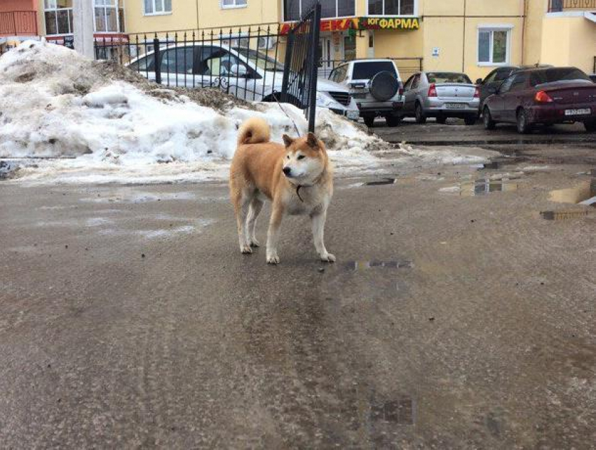 Потерянный «Хатико» растрогал воронежцев