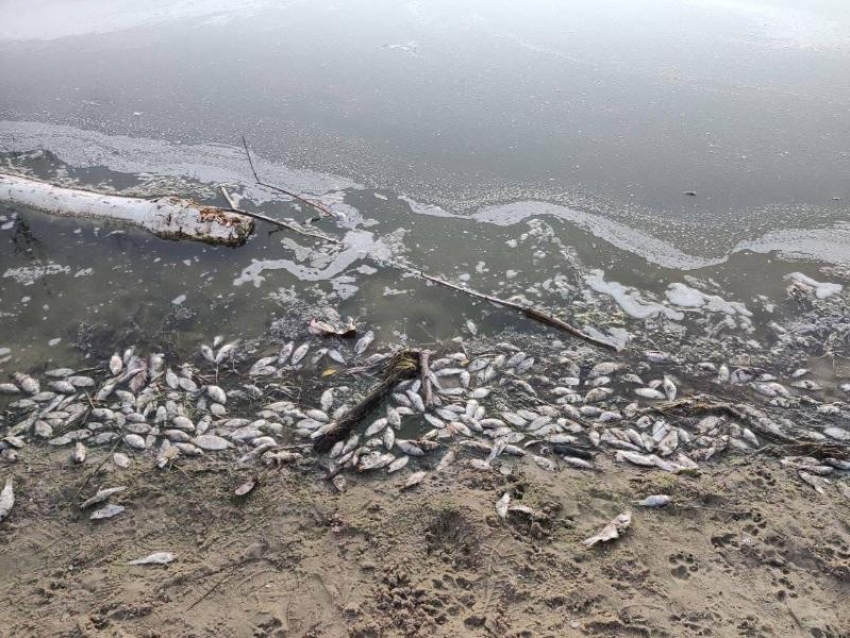 Массовую гибель рыбы сняли в воронежском пруду