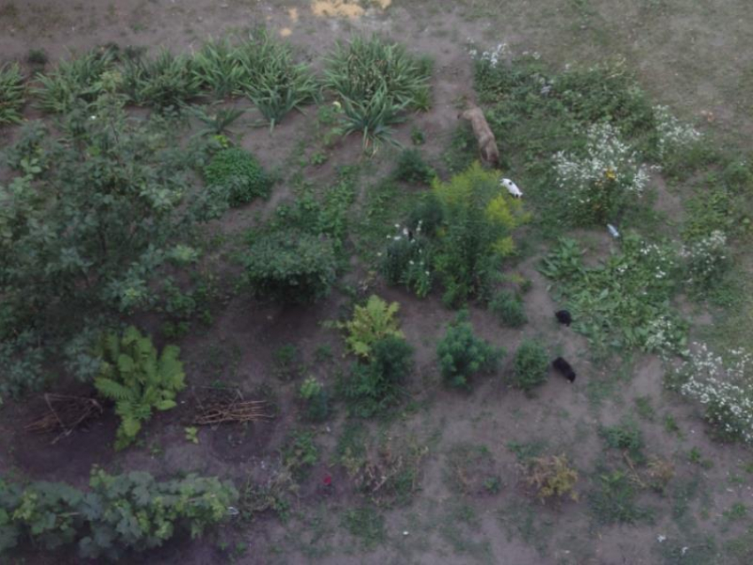 Охранник детского сада жестоко обошелся с щенком в Воронеже