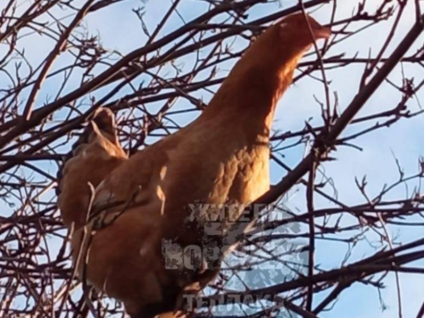 Загадочное происшествие заметили в Воронеже