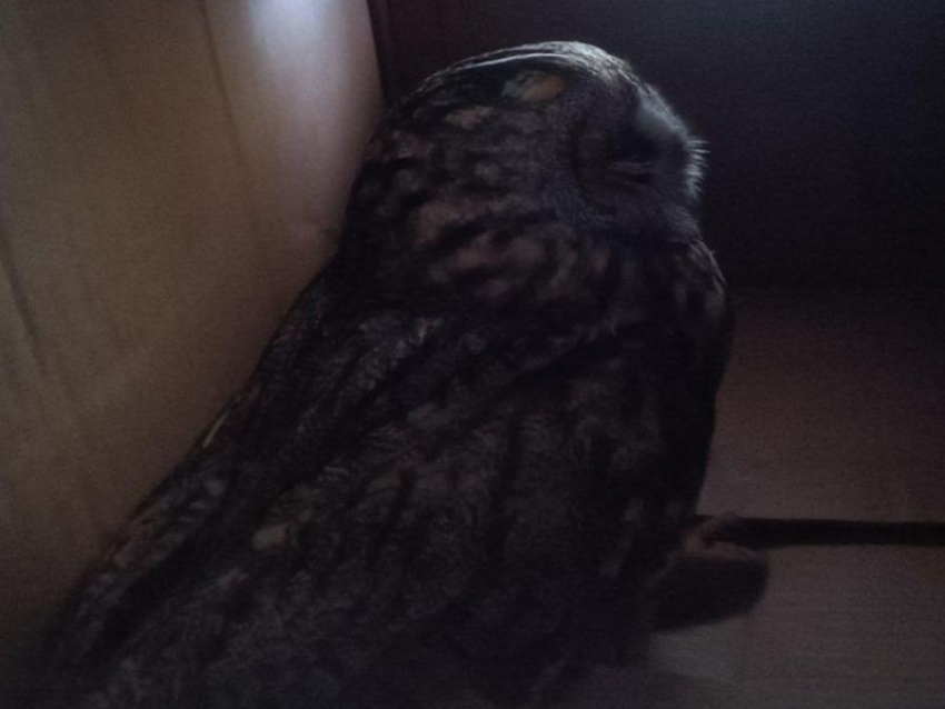 В Воронеже спасли ушастую сову, найденную на территории аэропорта