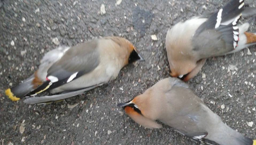 "Пьяные» птицы напугали своим состоянием воронежцев