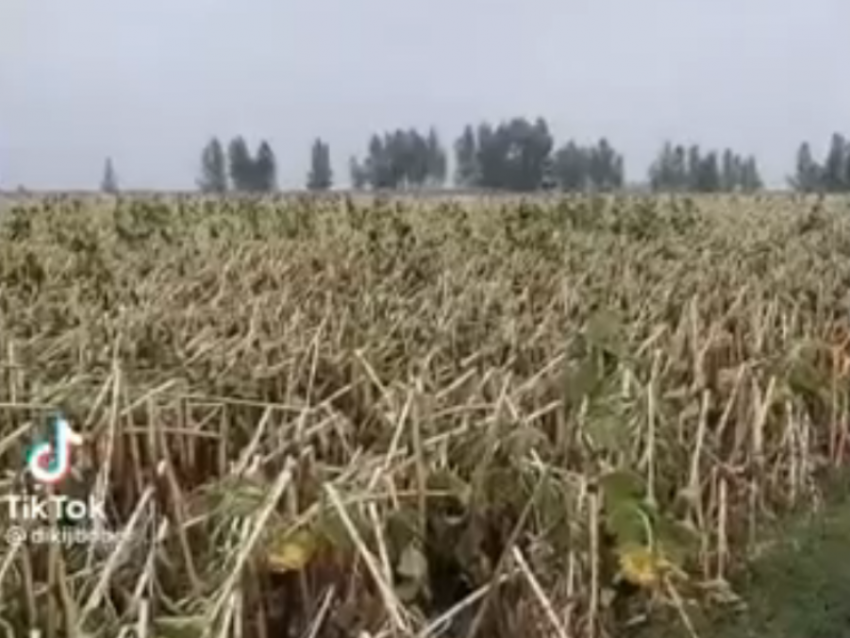 Поле побитых подсолнухов сняли на видео в Воронежской области 
