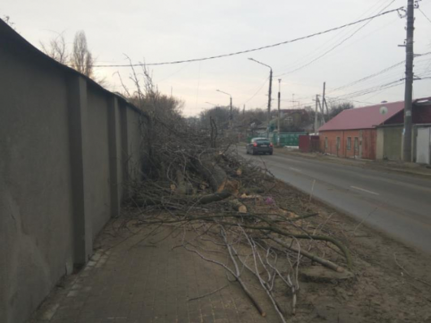 Коммунальщики с помощью деревьев толкнули воронежцев под автомобили 